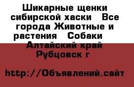 Шикарные щенки сибирской хаски - Все города Животные и растения » Собаки   . Алтайский край,Рубцовск г.